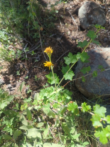 iNaturalist observation photo of Arnica