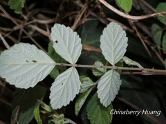 Rubus incanus