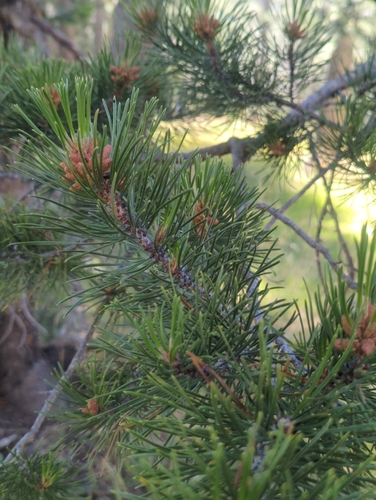 iNaturalist observation photo of lodgepole pine