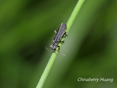 Lycocerus evangelium