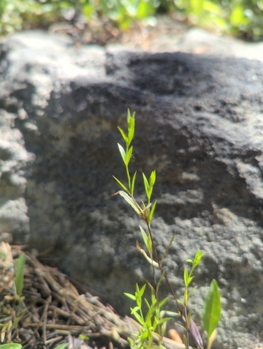 iNaturalist observation photo of flowering plants