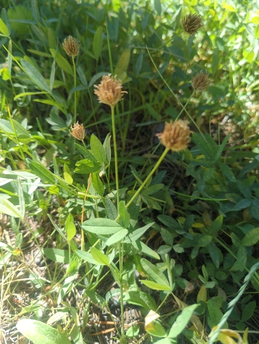 iNaturalist observation photo of Long-stalked Clover