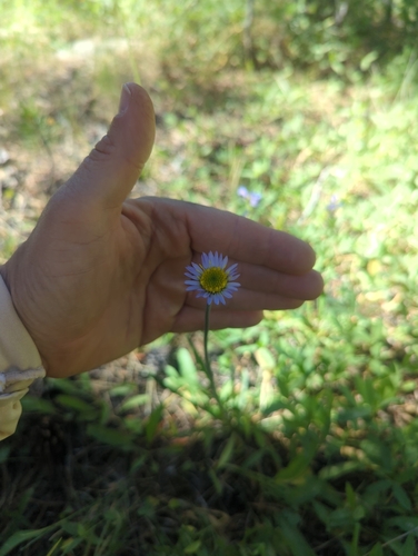 iNaturalist observation photo of Tundra Aster