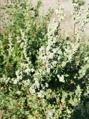 Chenopodium mucronatum