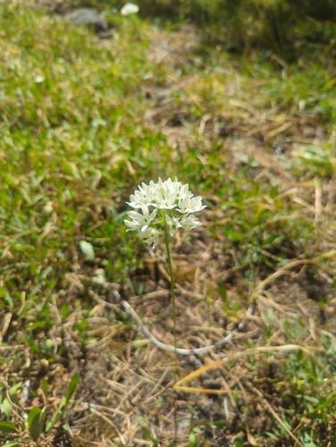iNaturalist observation photo of white brodiaea