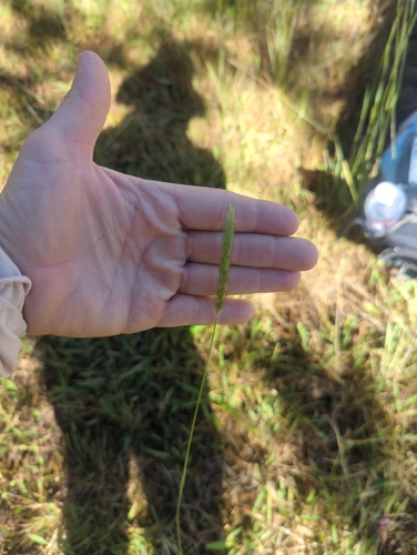 iNaturalist observation photo of grasses, sedges, cattails, and allies