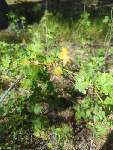 iNaturalist observation photo of white-stemmed gooseberry