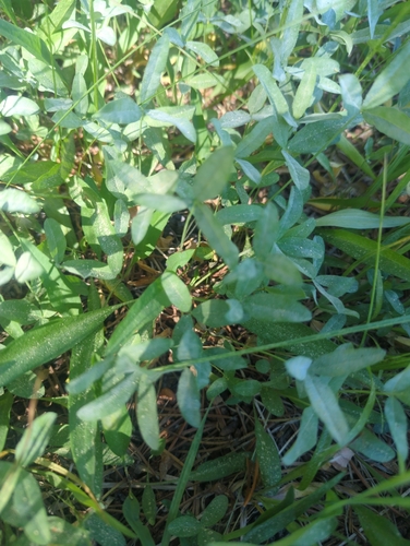 iNaturalist observation photo of flowering plants