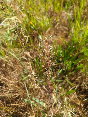 iNaturalist observation photo of willowherbs