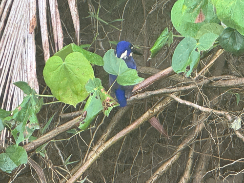 Little Kingfisher (Ceyx pusillus), photo 7