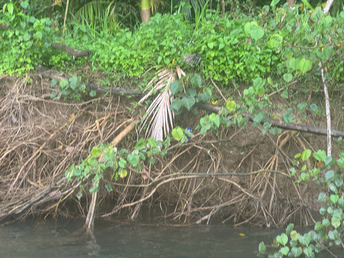 Little Kingfisher (Ceyx pusillus), photo 8