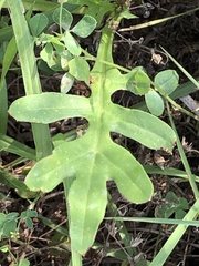 Pyrrhopappus grandiflorus