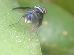 Chrysomya megacephala