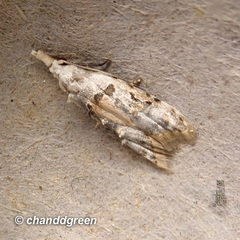 Metacosmesis laxeuta