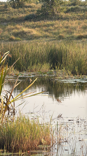 iNaturalist image