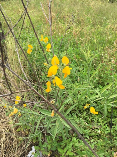 Crotalaria juncea