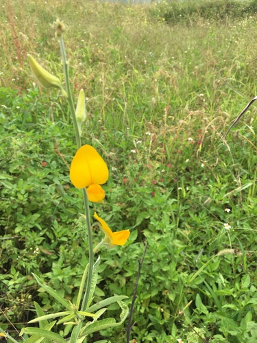 Crotalaria juncea