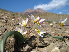 Tulipa biflora