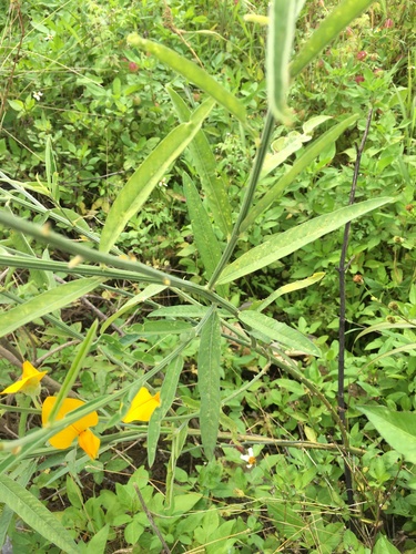 Crotalaria juncea
