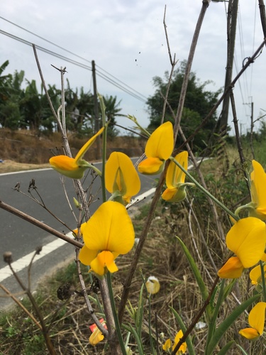 Crotalaria juncea
