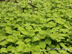 Comanthosphace formosana