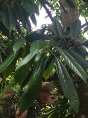 Lithocarpus brevicaudatus