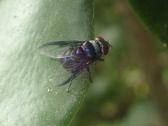 Chrysomya megacephala