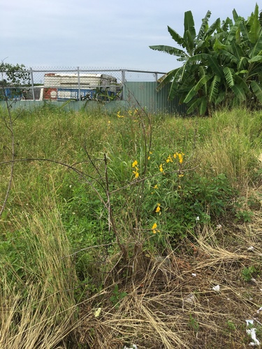 Crotalaria juncea