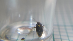 Liocoris tripustulatus