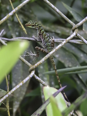 Anolis ventrimaculatus