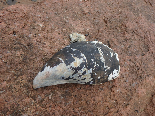 Crenomytilus grayanus observed 2026-07-09