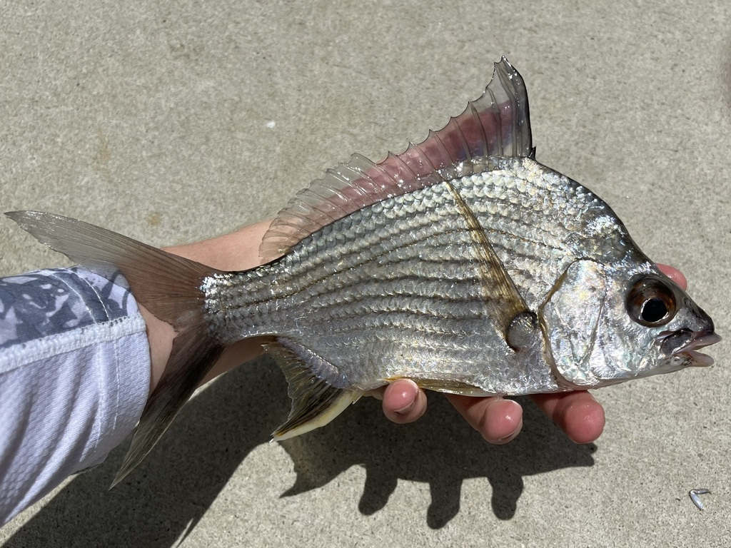 Mojarra (Eugerres plumieri) — Gerreidae