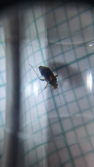 Liocoris tripustulatus