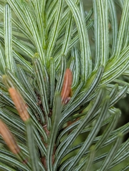 Abies procera, photograph (c) David Anderson, some rights reserved (CC BY)