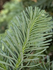 Abies procera, photograph (c) David Anderson, some rights reserved (CC BY)