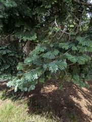 Abies procera, photograph (c) David Anderson, some rights reserved (CC BY)
