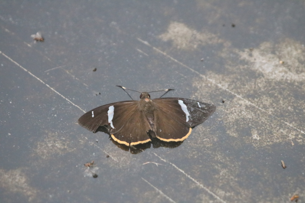 Celaenorrhinus badia