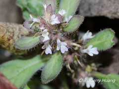 Ajuga taiwanensis