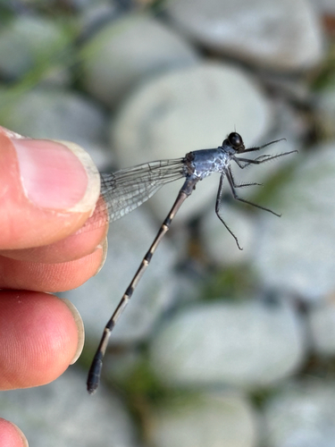 iNaturalist observation photo of Sooty Dancer