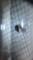 Liocoris tripustulatus