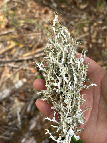iNaturalist observation photo of Herre's Ragged Lichen