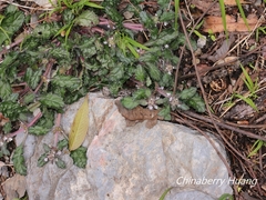 Ajuga taiwanensis