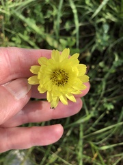 Pyrrhopappus grandiflorus