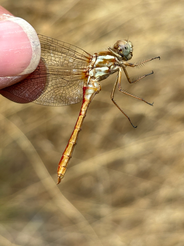 iNaturalist observation photo of Striped Meadowhawk