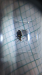 Liocoris tripustulatus