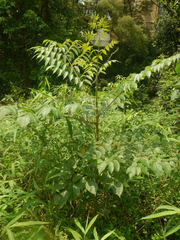 Aralia chinensis