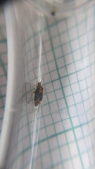 Liocoris tripustulatus