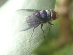 Chrysomya megacephala