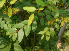 Phyllanthus reticulatus