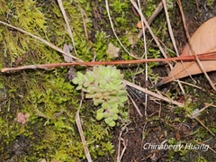 Sedum stellariifolium